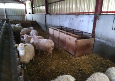 Organiser son agnelage, à Ossès