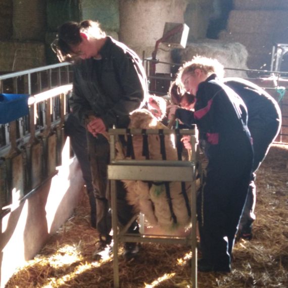 Journée sécurité avec vaches et brebis