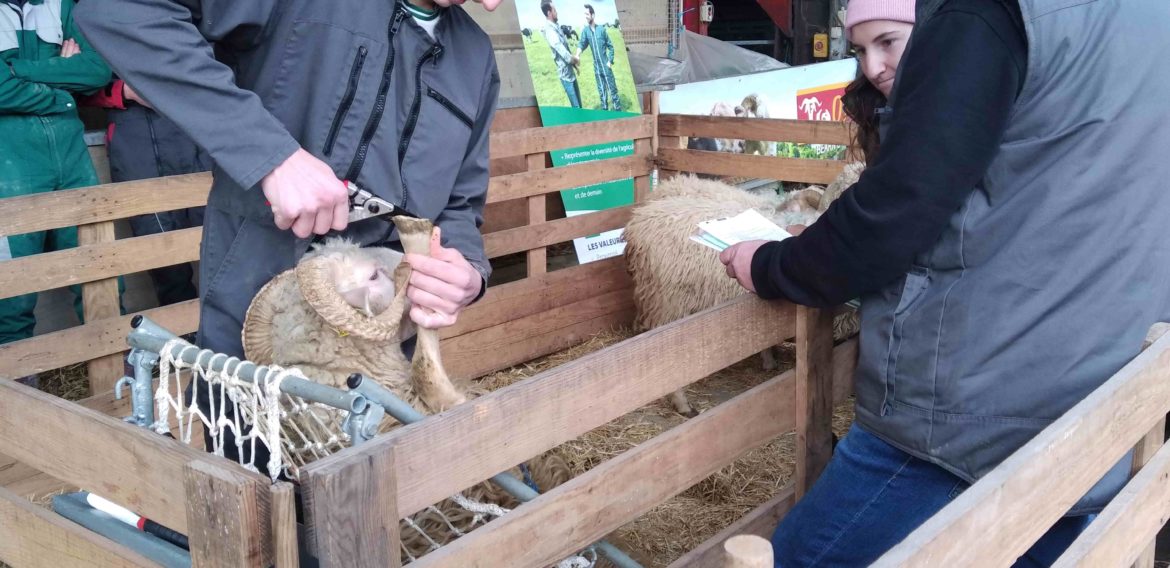 4 qualifiés aux Ovinpiades à Oloron